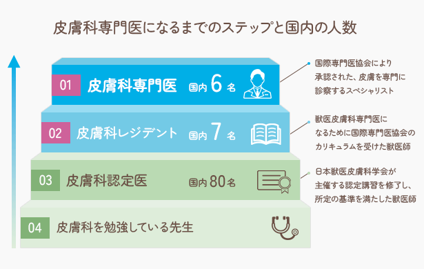 皮膚科専門医になるまでのステップと国内の人数
